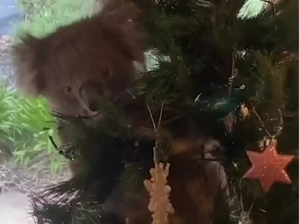 Οικογένεια επιστρέφει στο σπίτι και βρίσκει ένα (γλυκύτατο) κοάλα στο